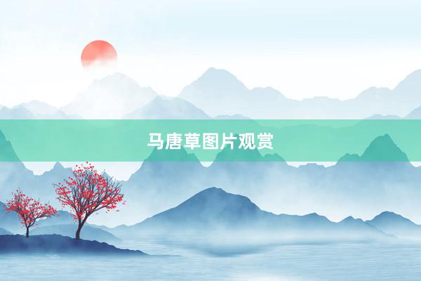 马唐草图片观赏